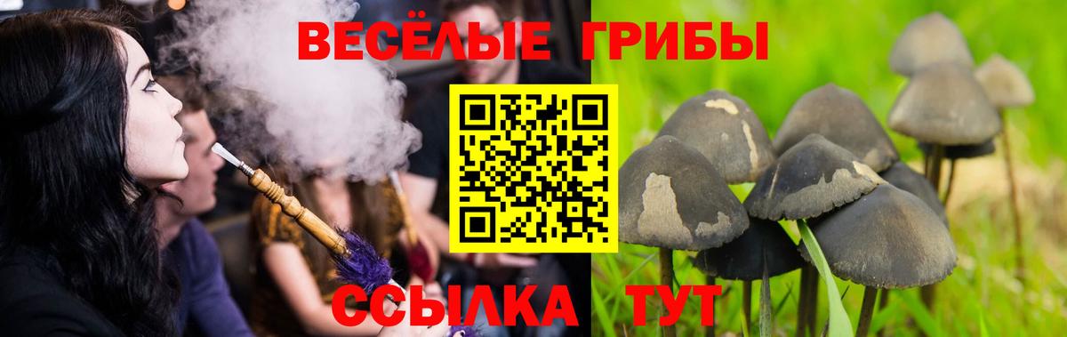 Галлюциногенные грибы GOLDEN TEACHER  Вход с VPN  Кизилюрт  Псилоцибиновые грибы прущие грибы 